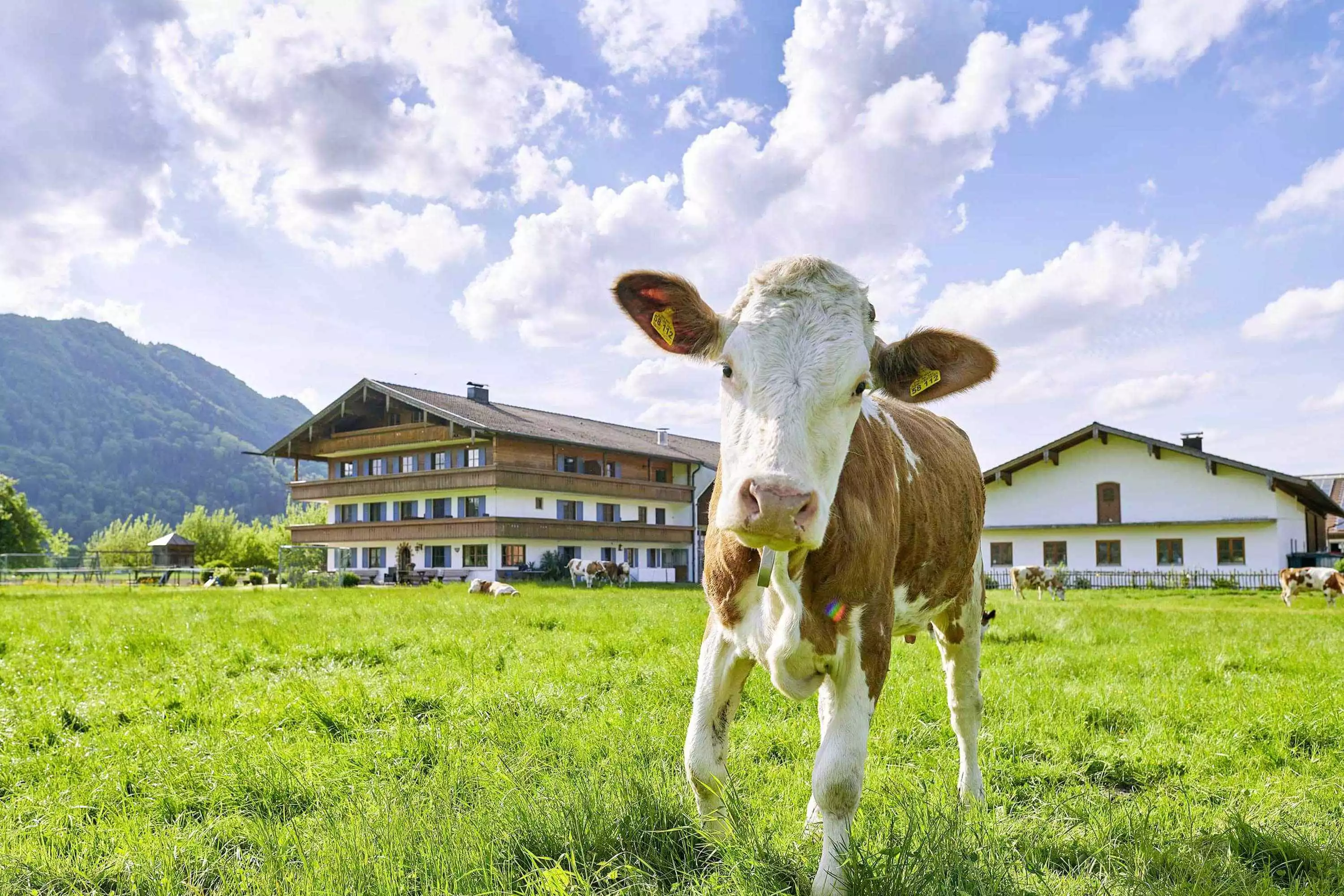 Zacherlhof - Bio Bauernhof in Grassau