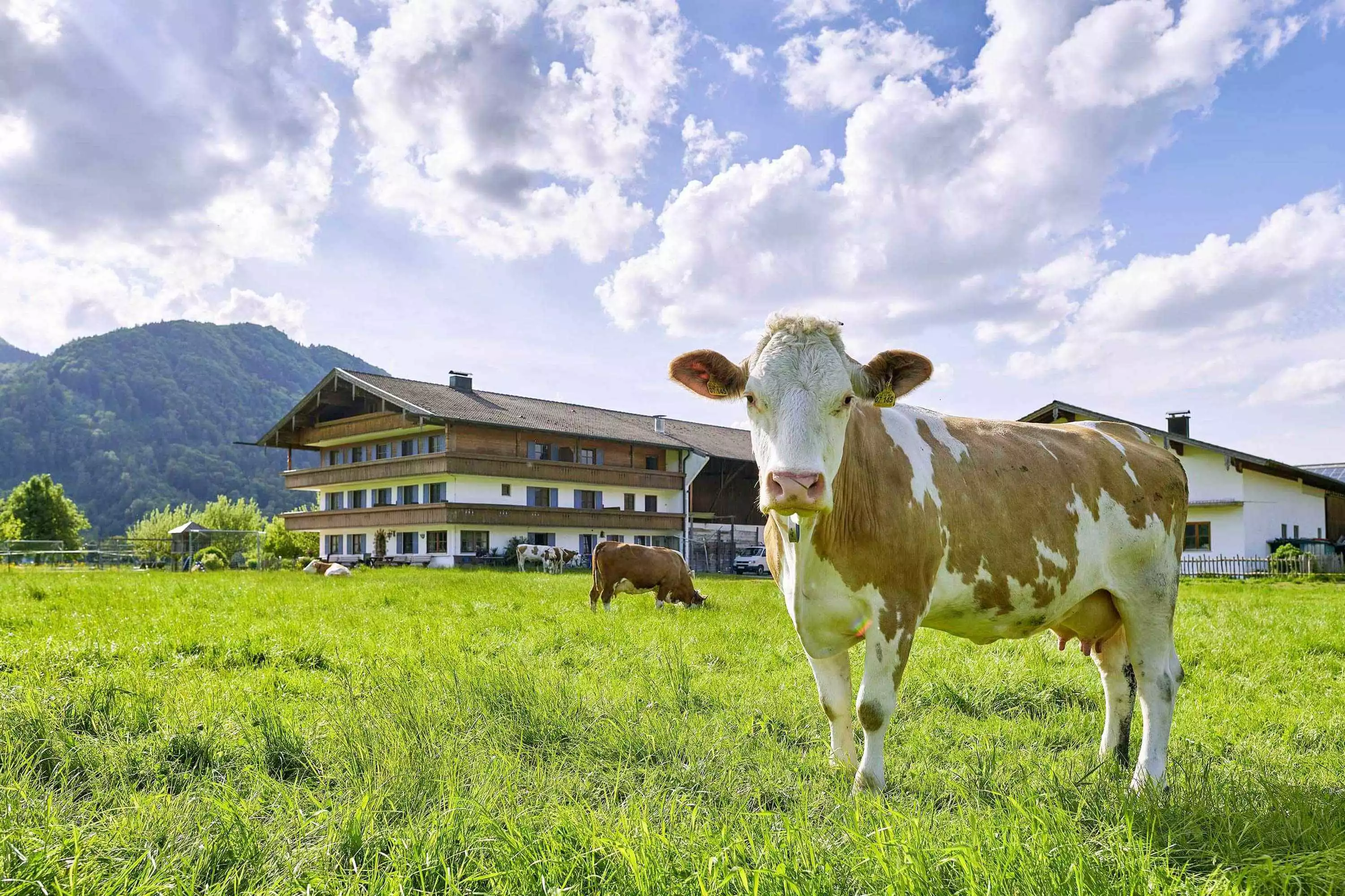 Zacherlhof - Bio Bauernhof in Grassau