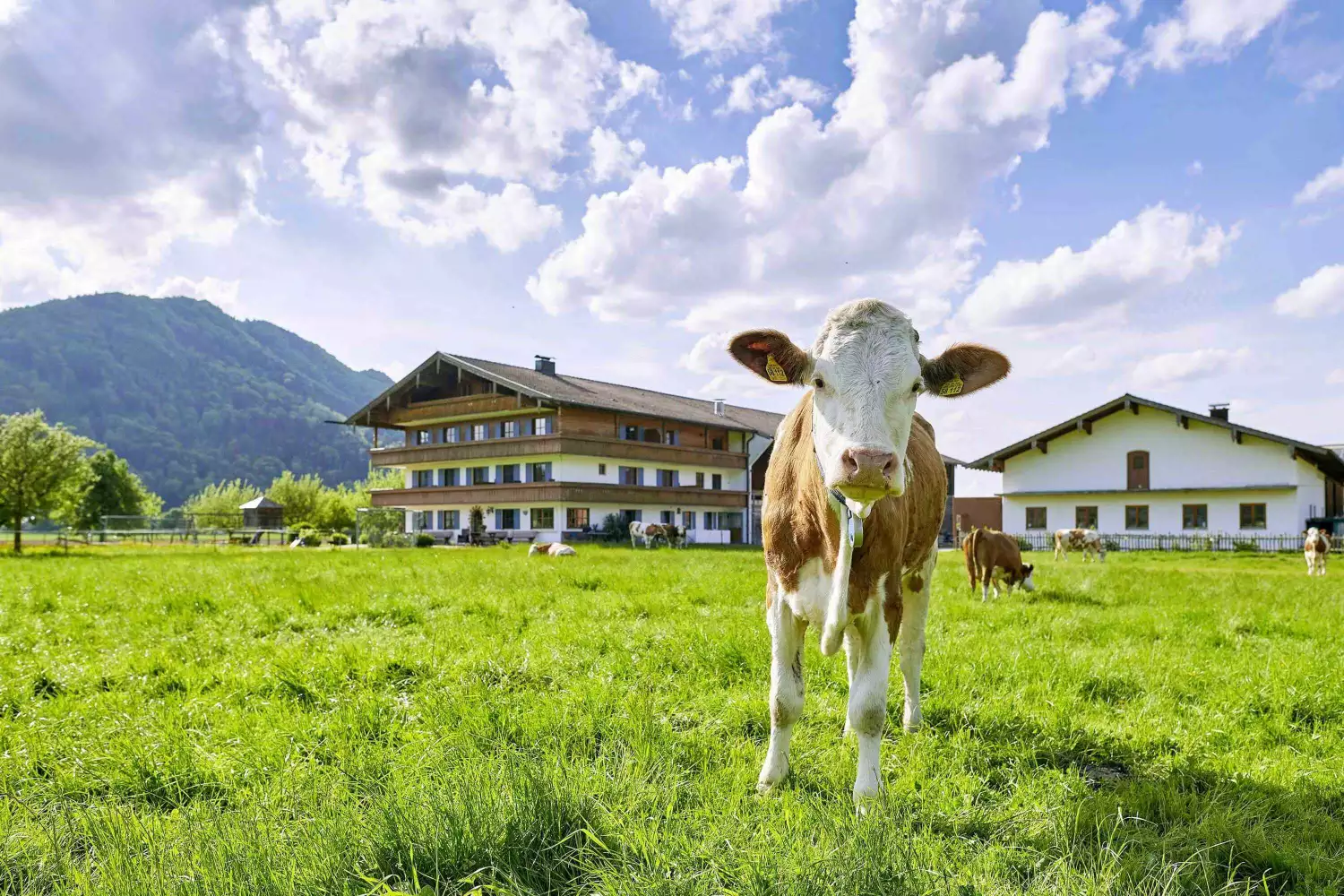 Kühe, Kälber und grüne Wiesen am Zacherlhof in Grassau